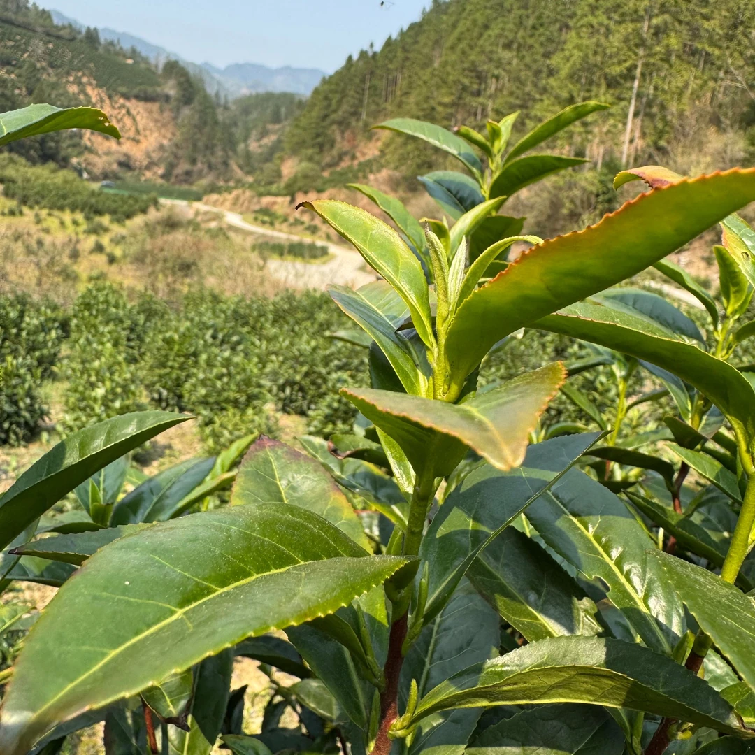 正宗土种黄山毛峰2025年夏拼核心原产地自己喝口粮茶高香