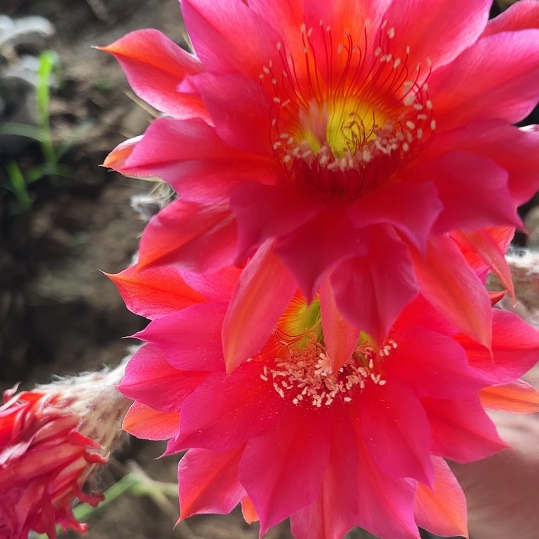 663 实生脱花脱土瑕疵