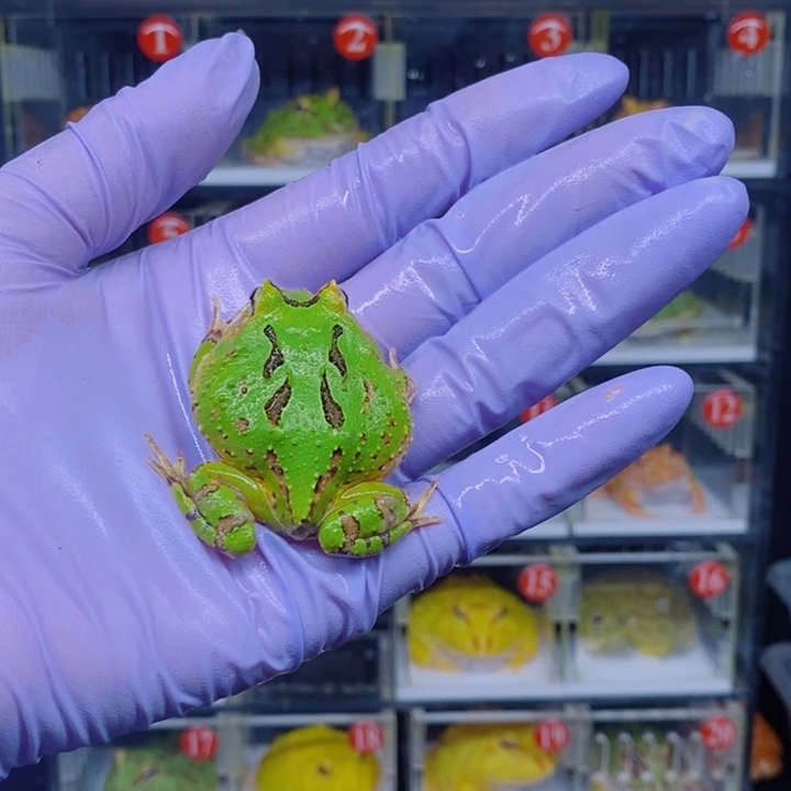 角蛙恭喜发财大吉大利