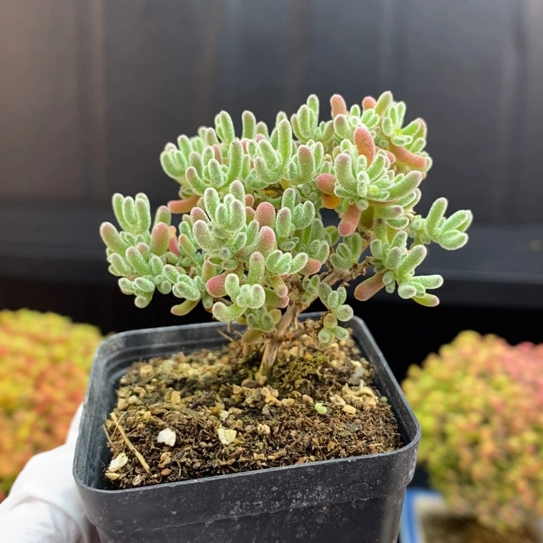 无花朵182号冰紫枝干多肉