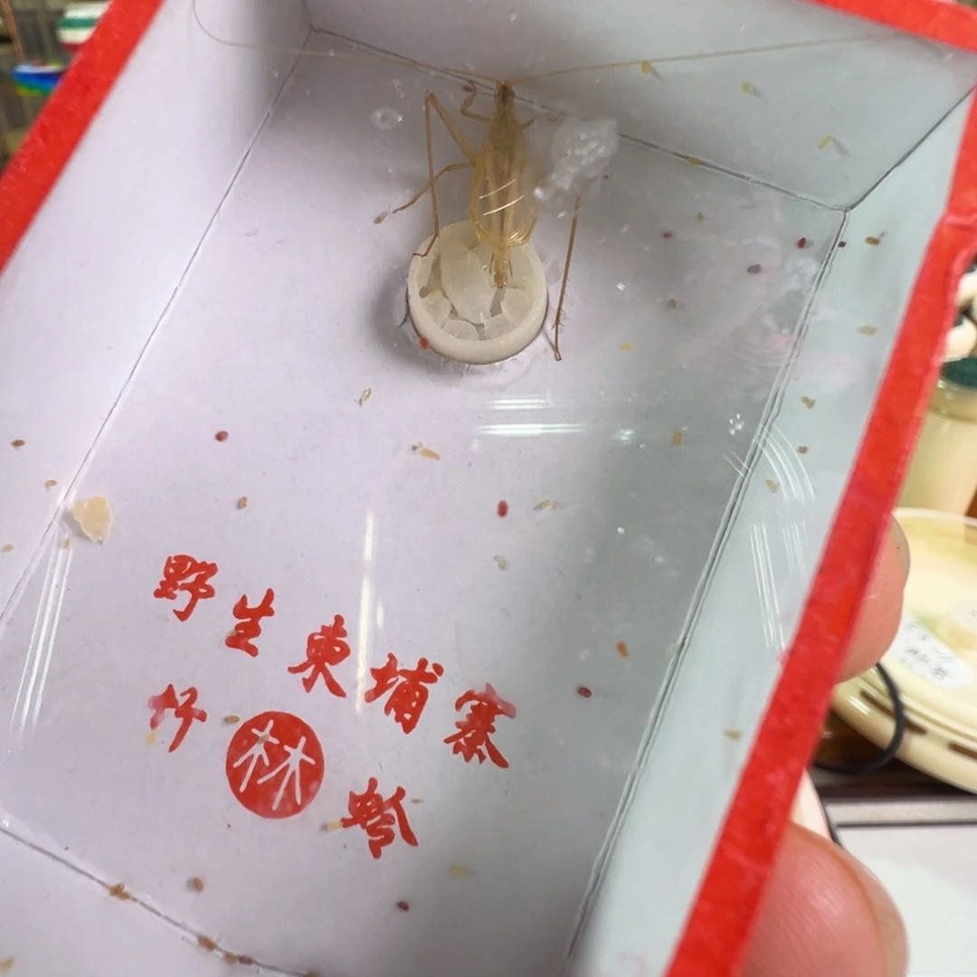 蟋蟀一只大翅柬埔寨