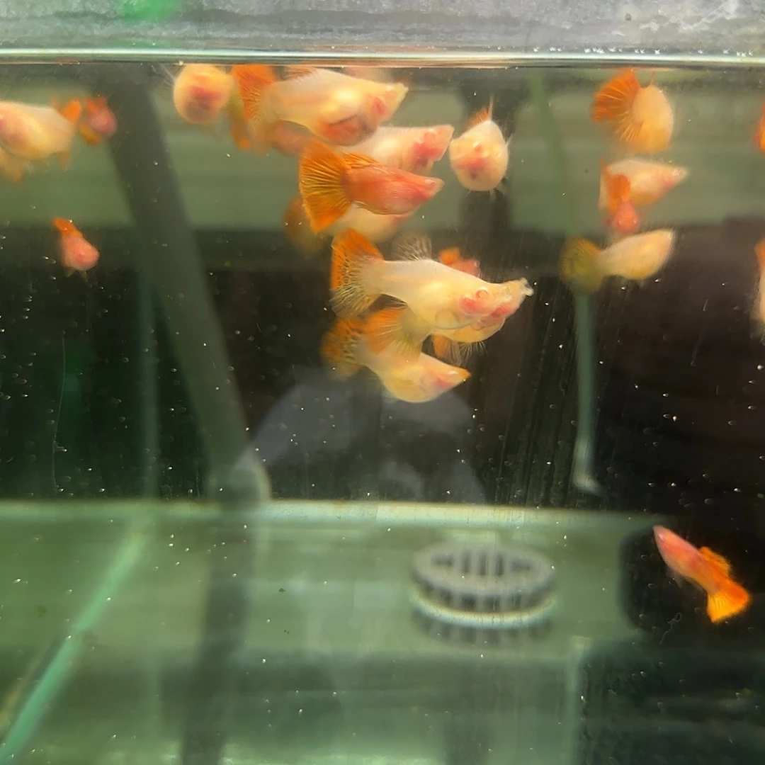 孔雀鱼红龙白子3对