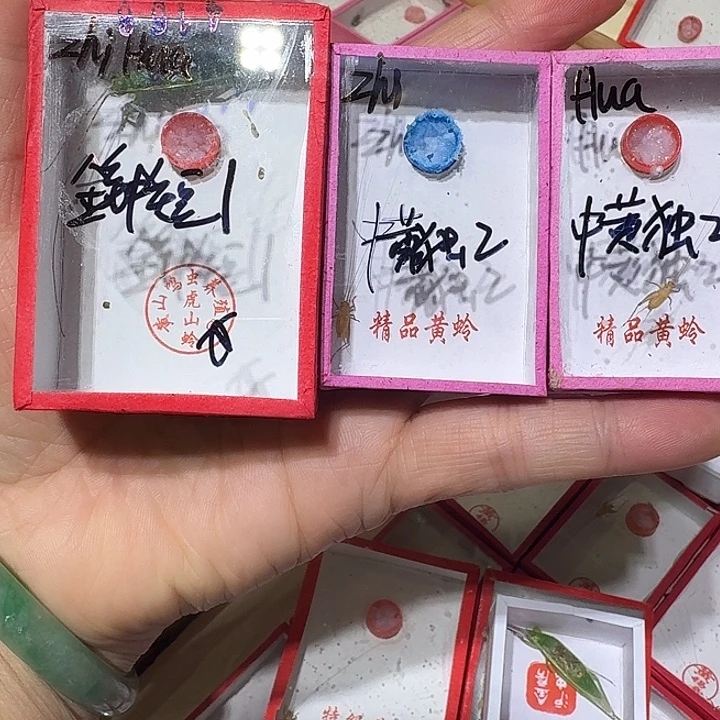 z***a蟋蟀中黄蛉独2和单口短1