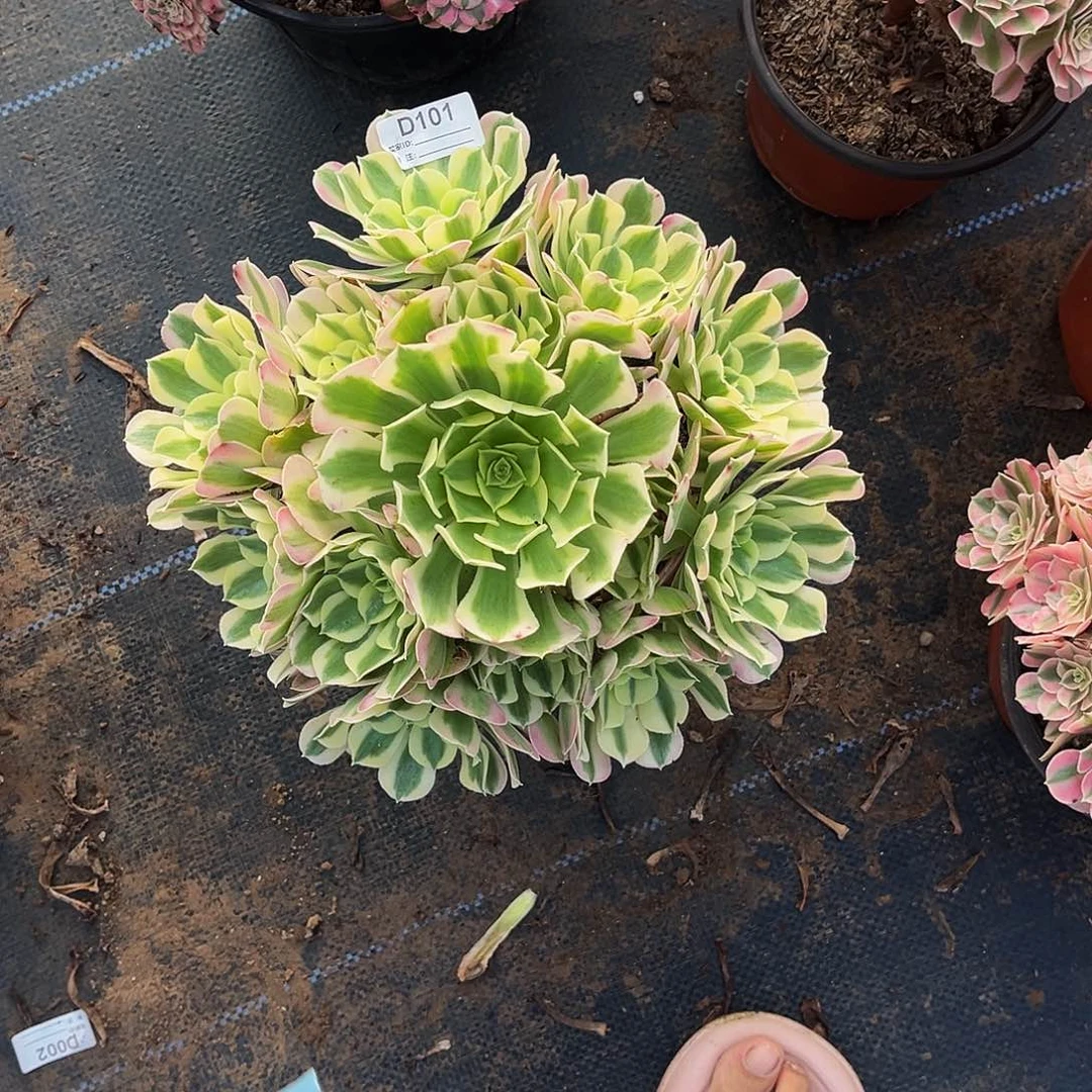无花朵多肉植物101粉玲珑