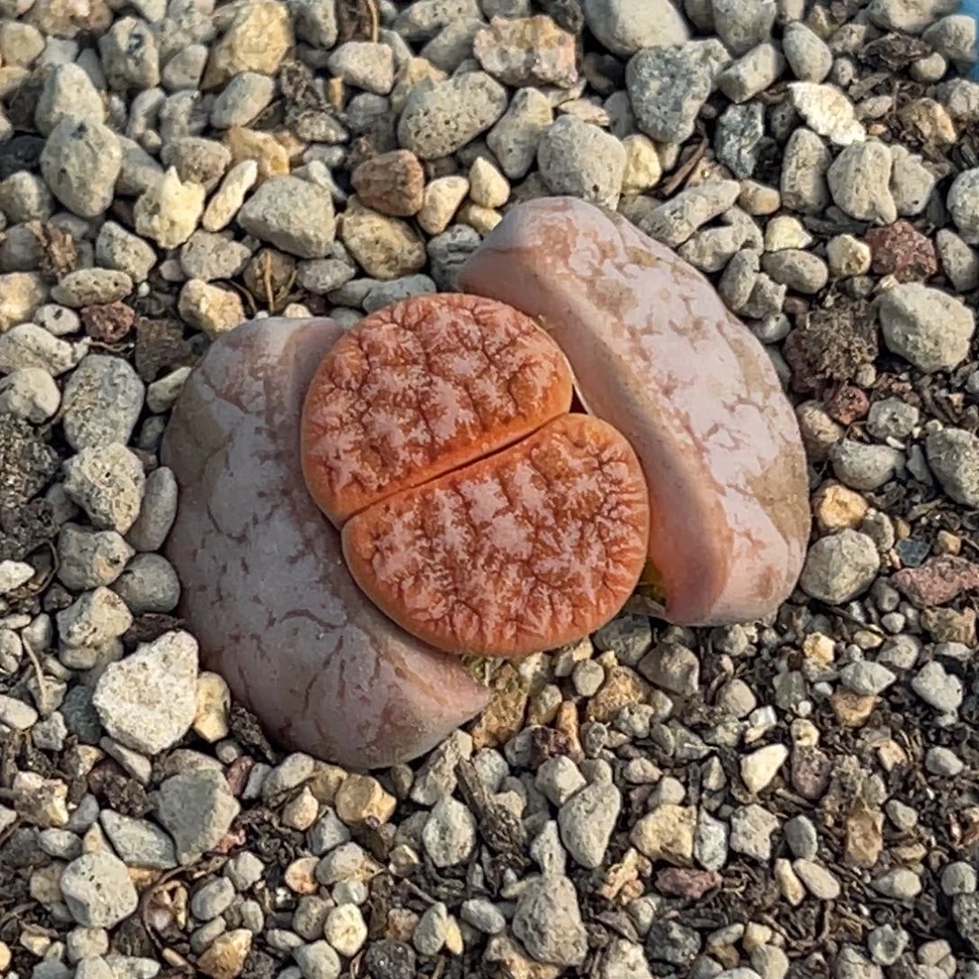 6993睫毛拿铁一颗