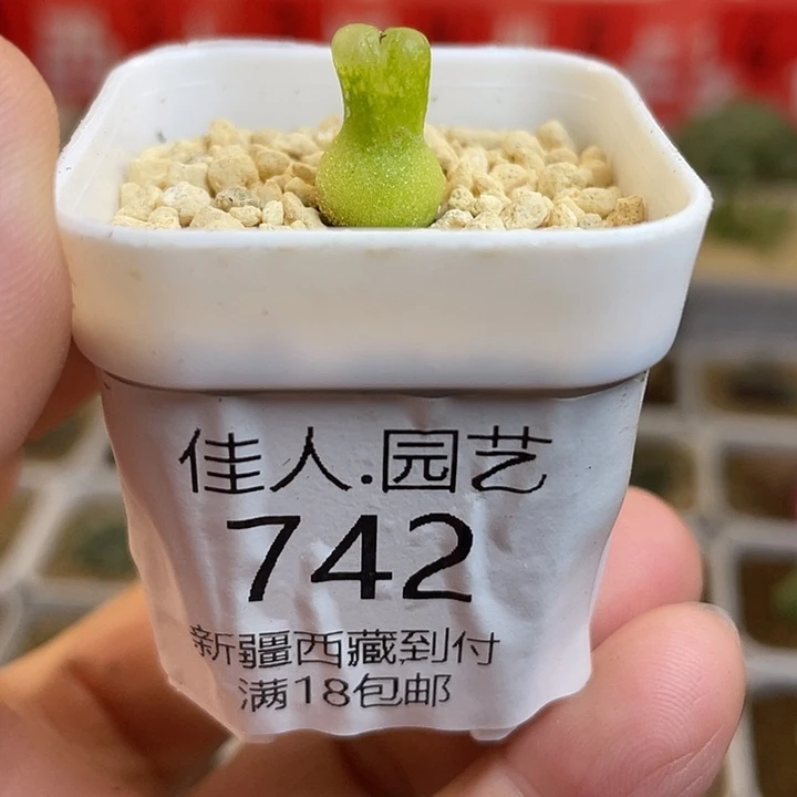 佳人园艺多肉生石花葫芦742