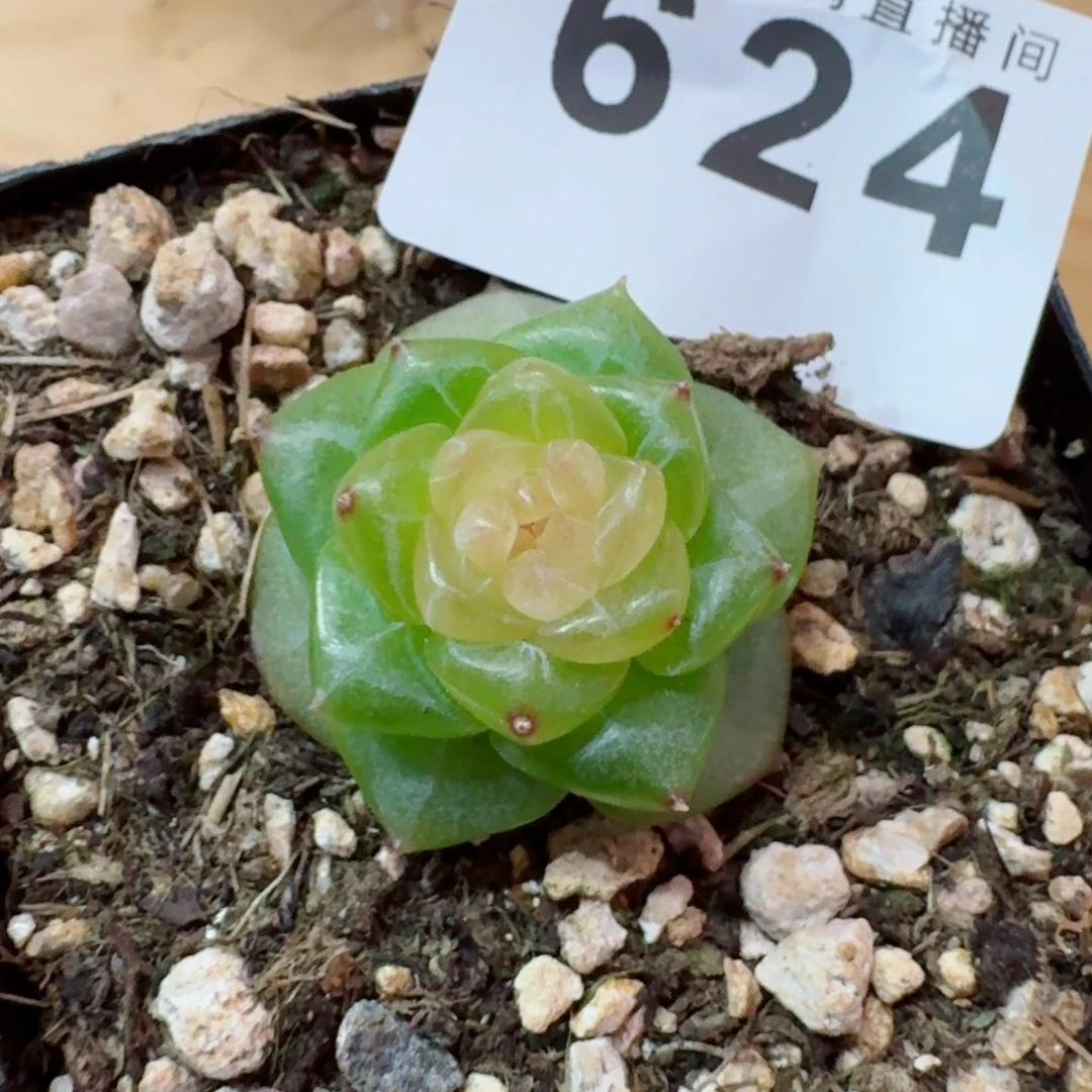 白心珍妮            精美多肉植物