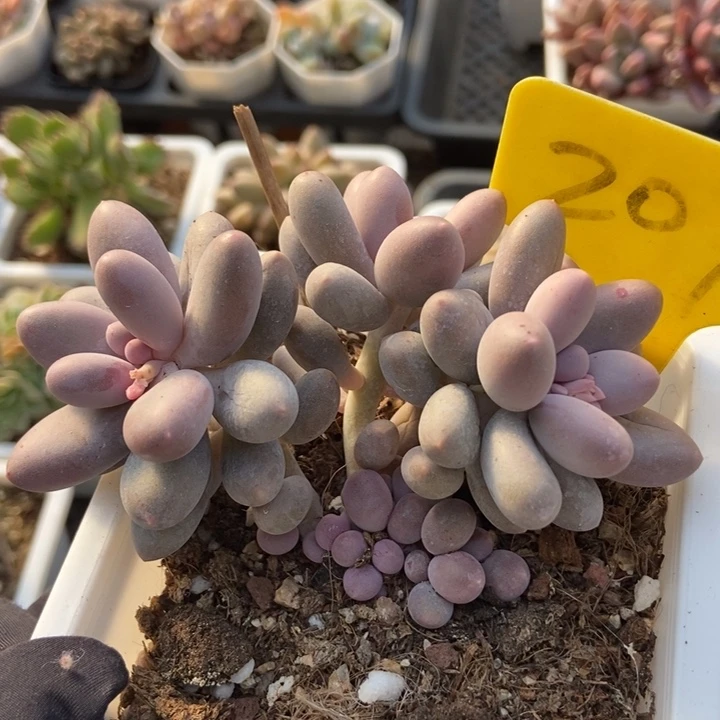 2075奶酪多肉植物保护