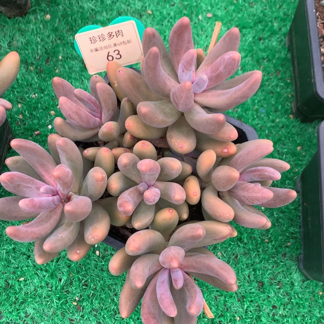 红手指无砍平头63