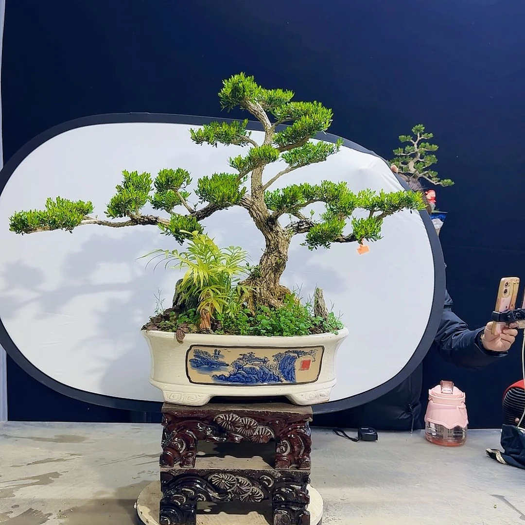 高端黄杨盆景艺术用****哥