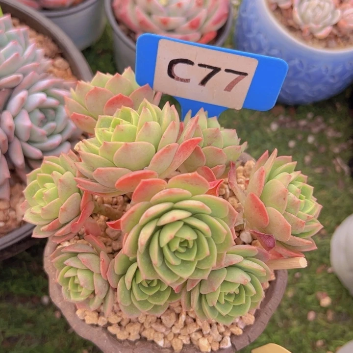 健健康康平平安安