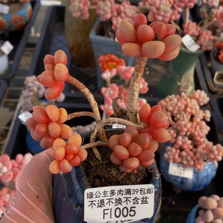 先锋派1005多肉植物