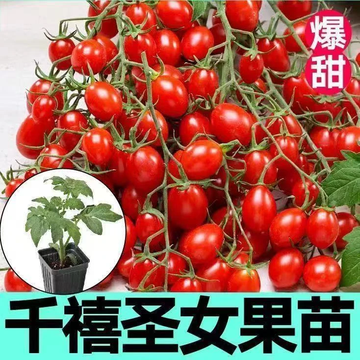 【12棵红千禧/黄圣女苗】圣女果西红柿番茄苗寿光四季秧种苗基地