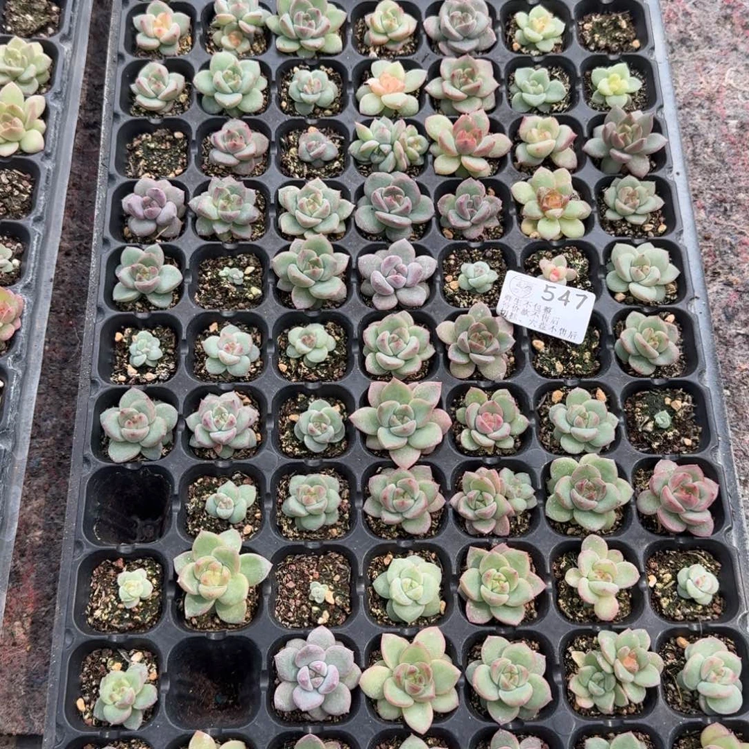 理***理如图547优选麦芽穴盘一盘