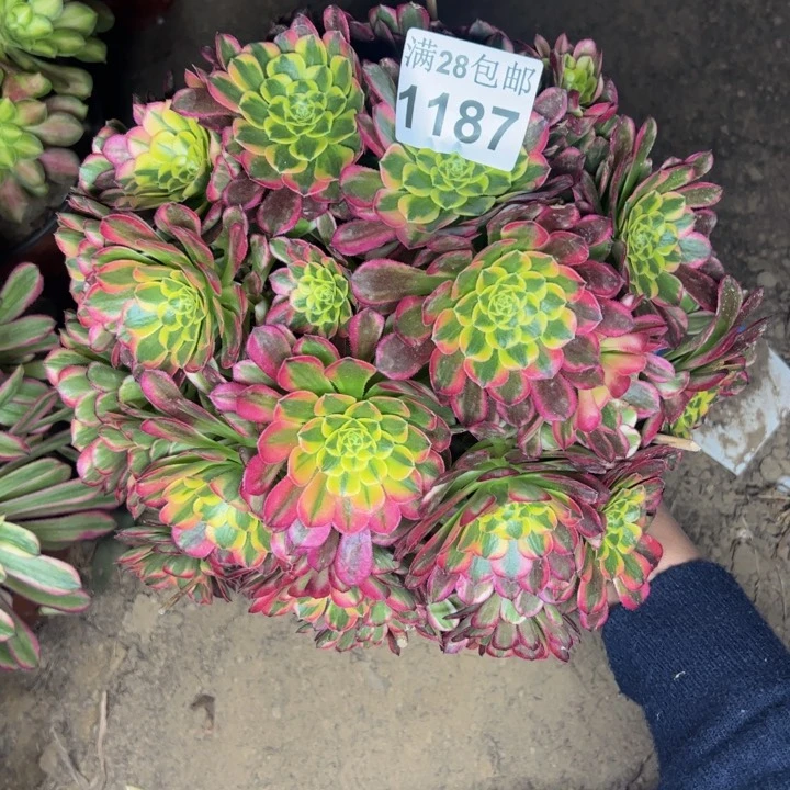 1187南朝霞多肉植物