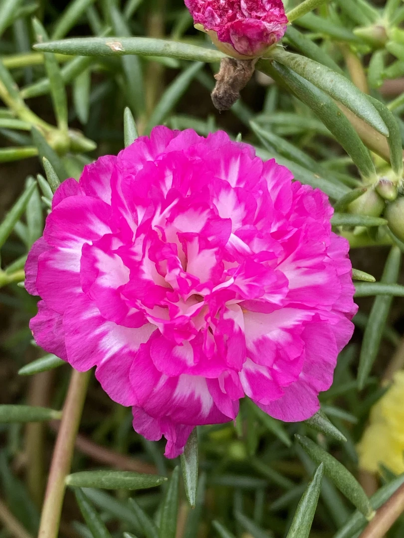 宿根太阳花可做造型的太阳花重瓣太阳花多年生太阳花