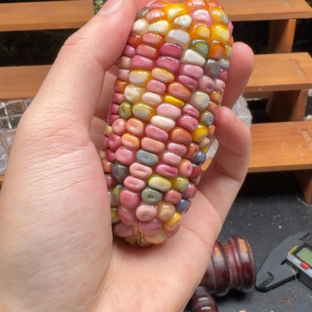 大***北七彩宝石文玩玉米