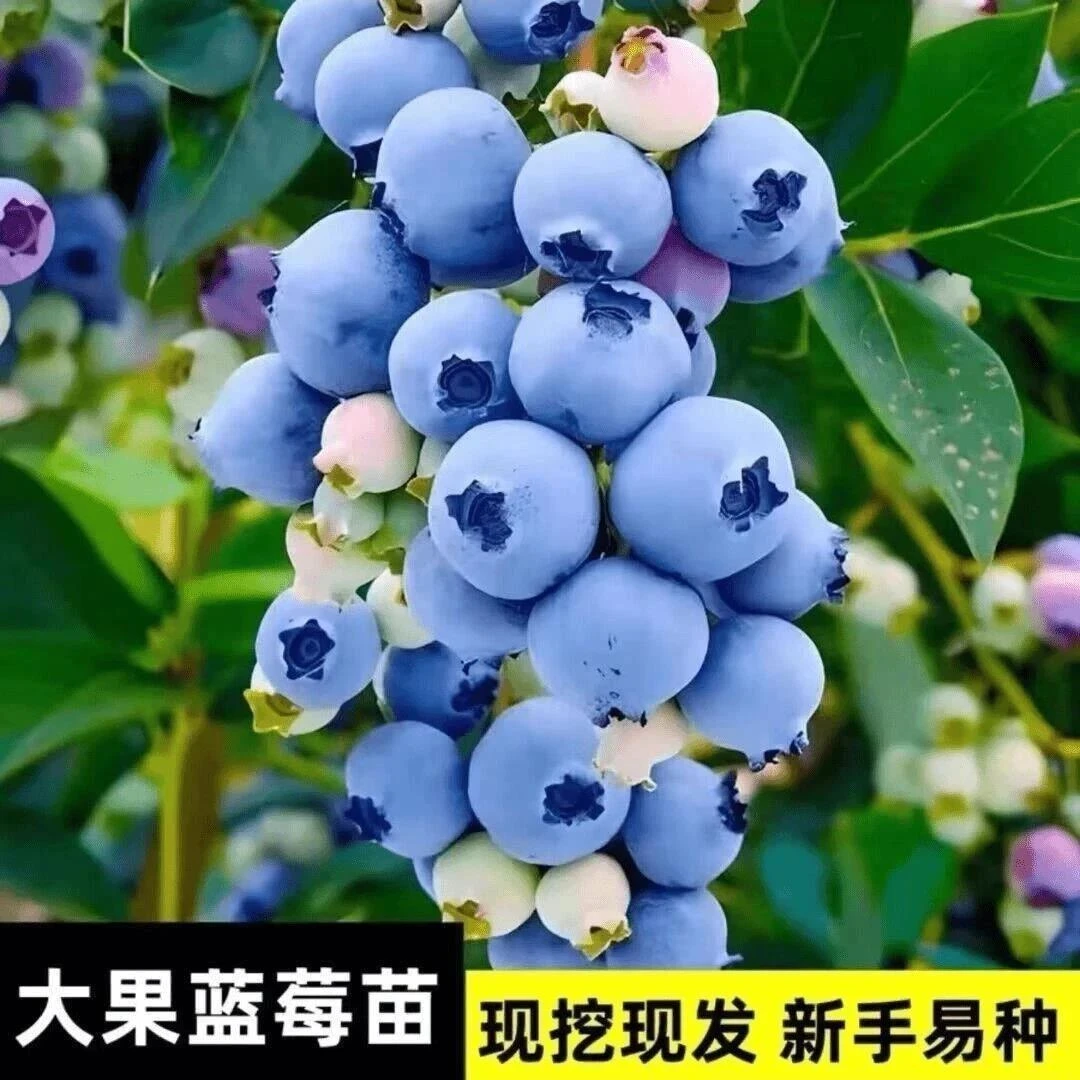 蓝莓苗南方北方种植盆栽阳台果树四季耐寒大果蓝莓树果苗当年结果
