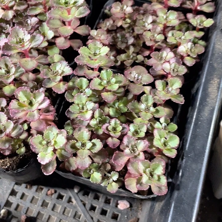 小球玫瑰带盆土发货