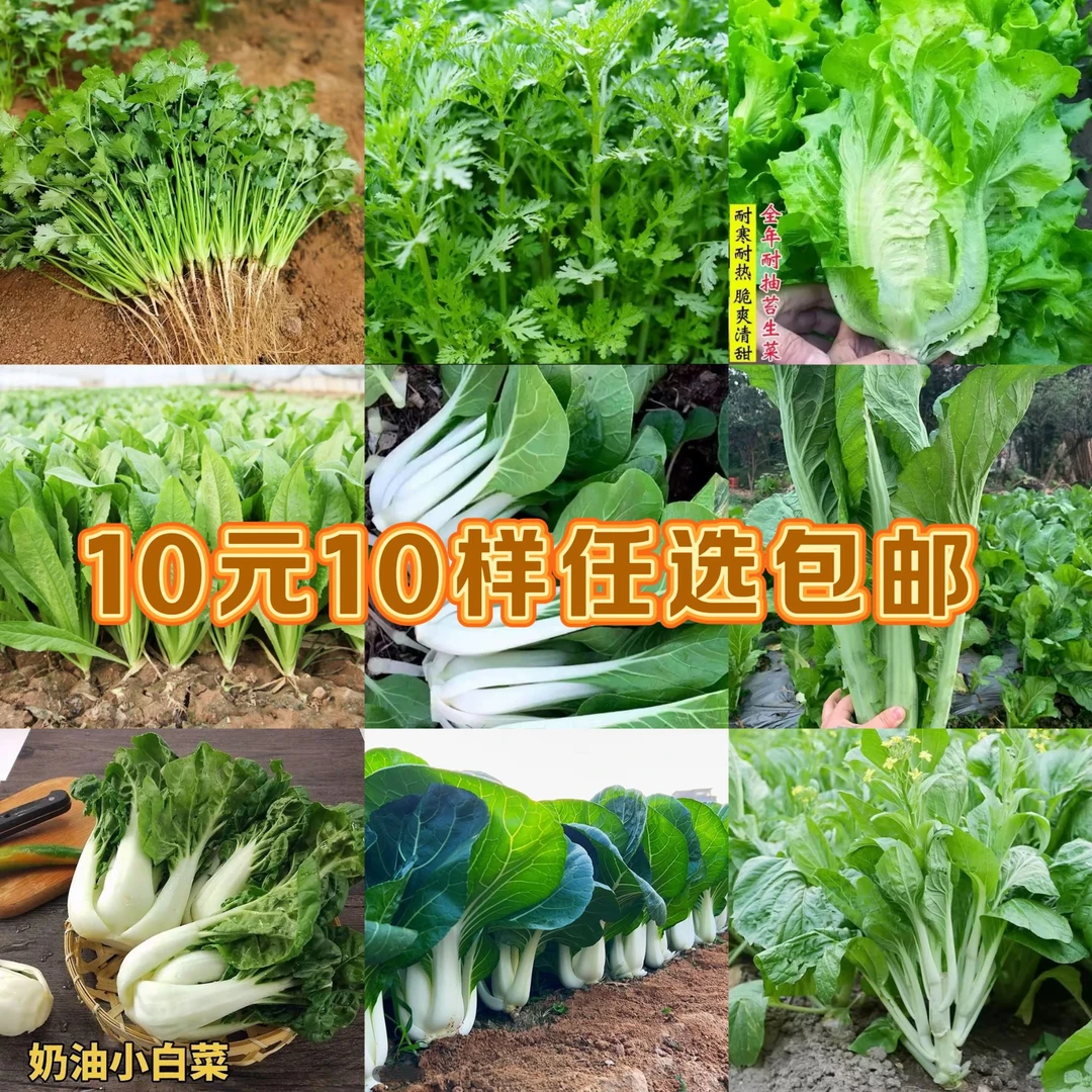 【10样任选包邮】蔬菜种籽大全套餐四季菜种易种阳台盆栽应季