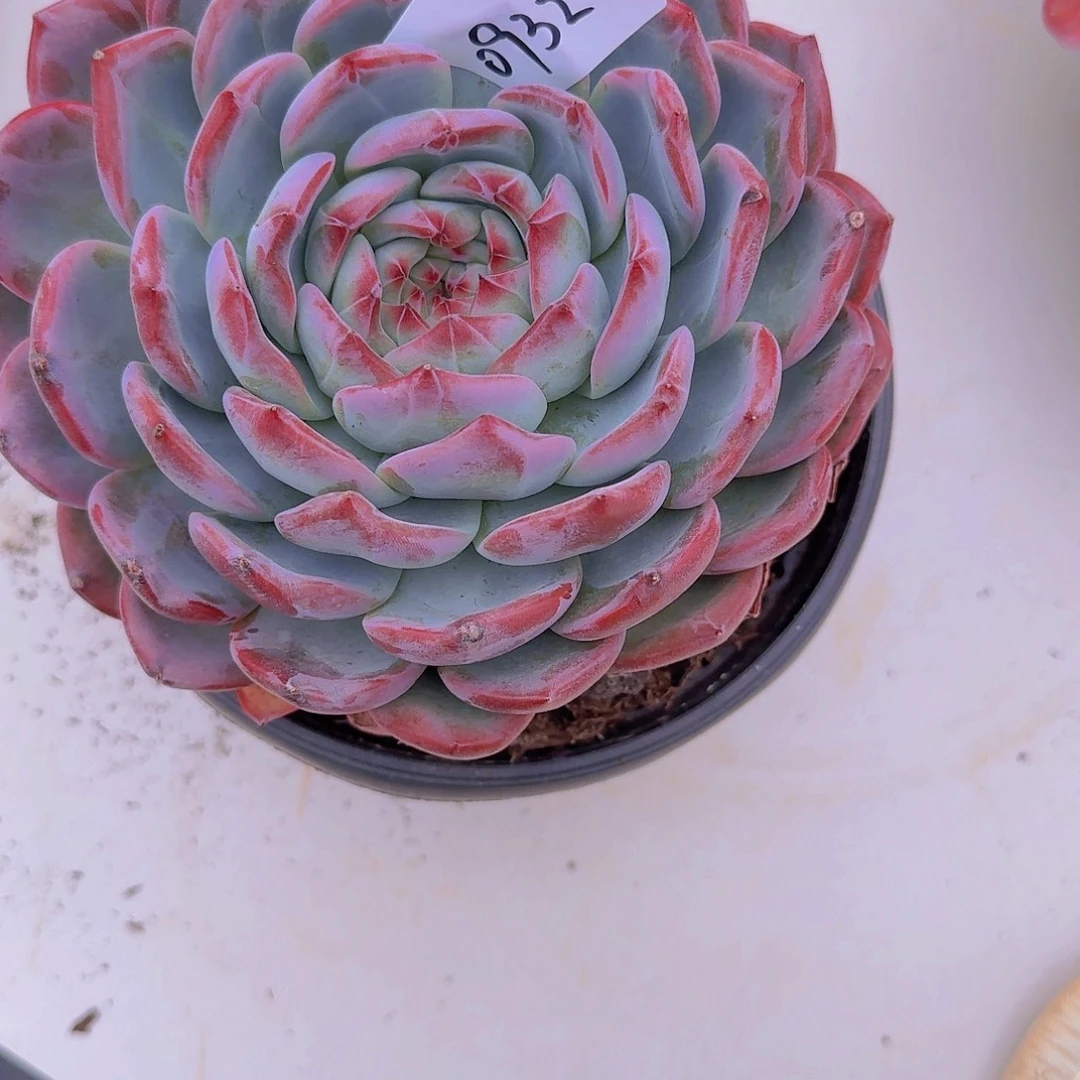 清***微0932红鸾多肉植物