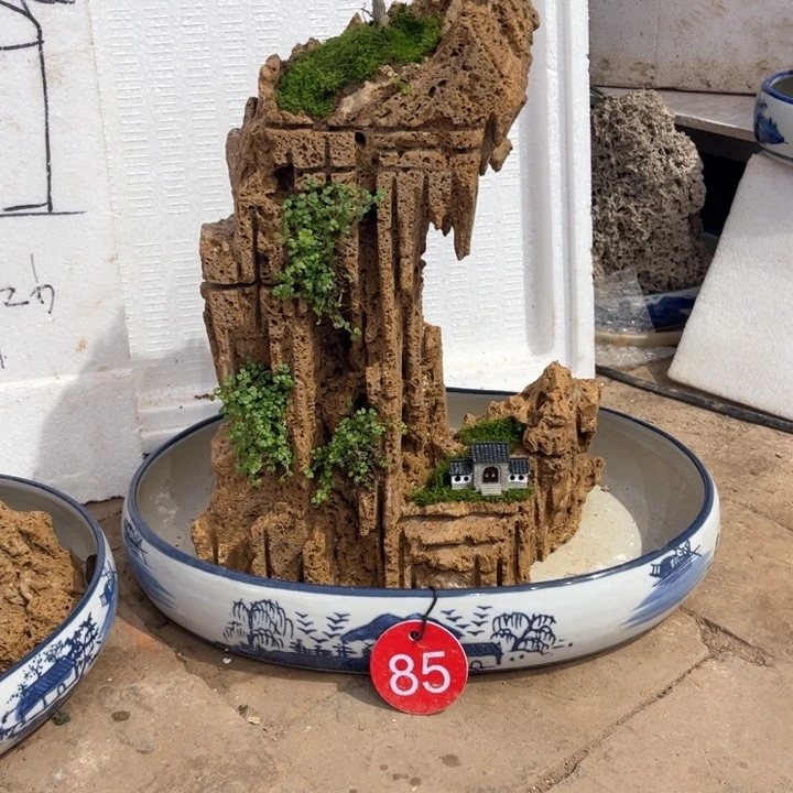 当前无花朵，栽培后可花朵承*