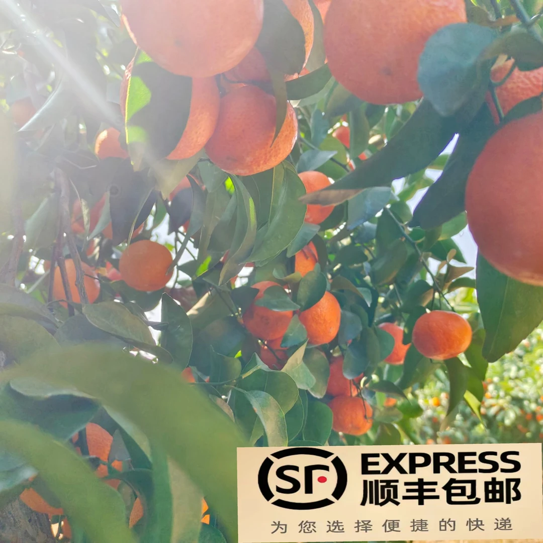 广西砂糖橘,自家果园现摘现发,顺丰包邮,西北地区拍