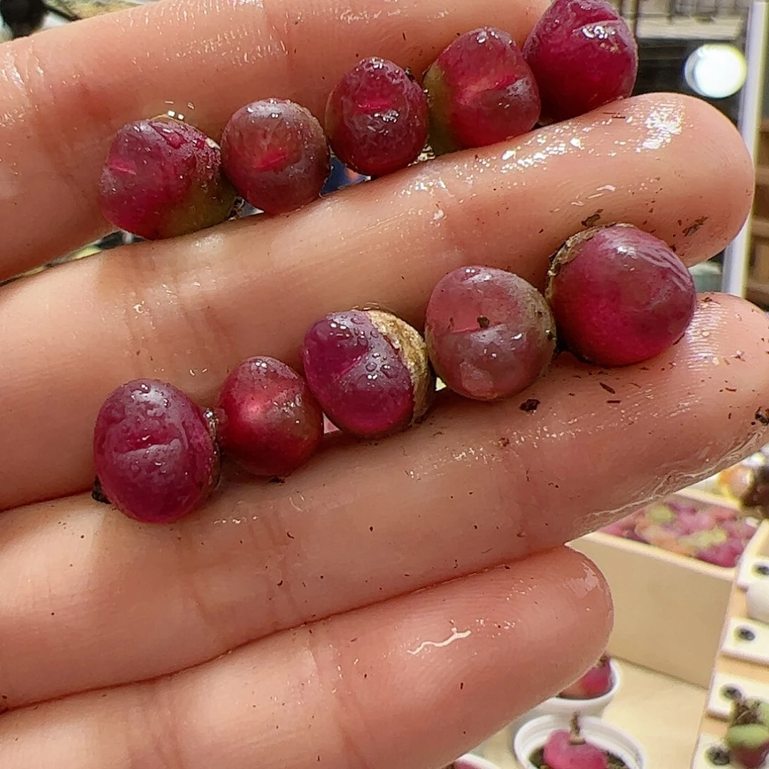 【闪购商品】209 吕氏x10