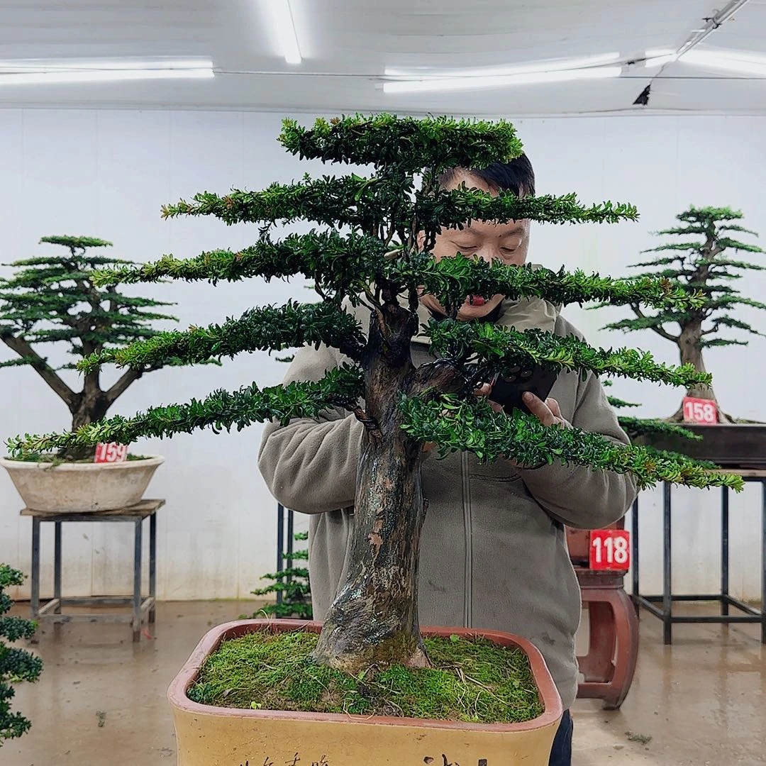 苏***玖无花朵盆景园林……