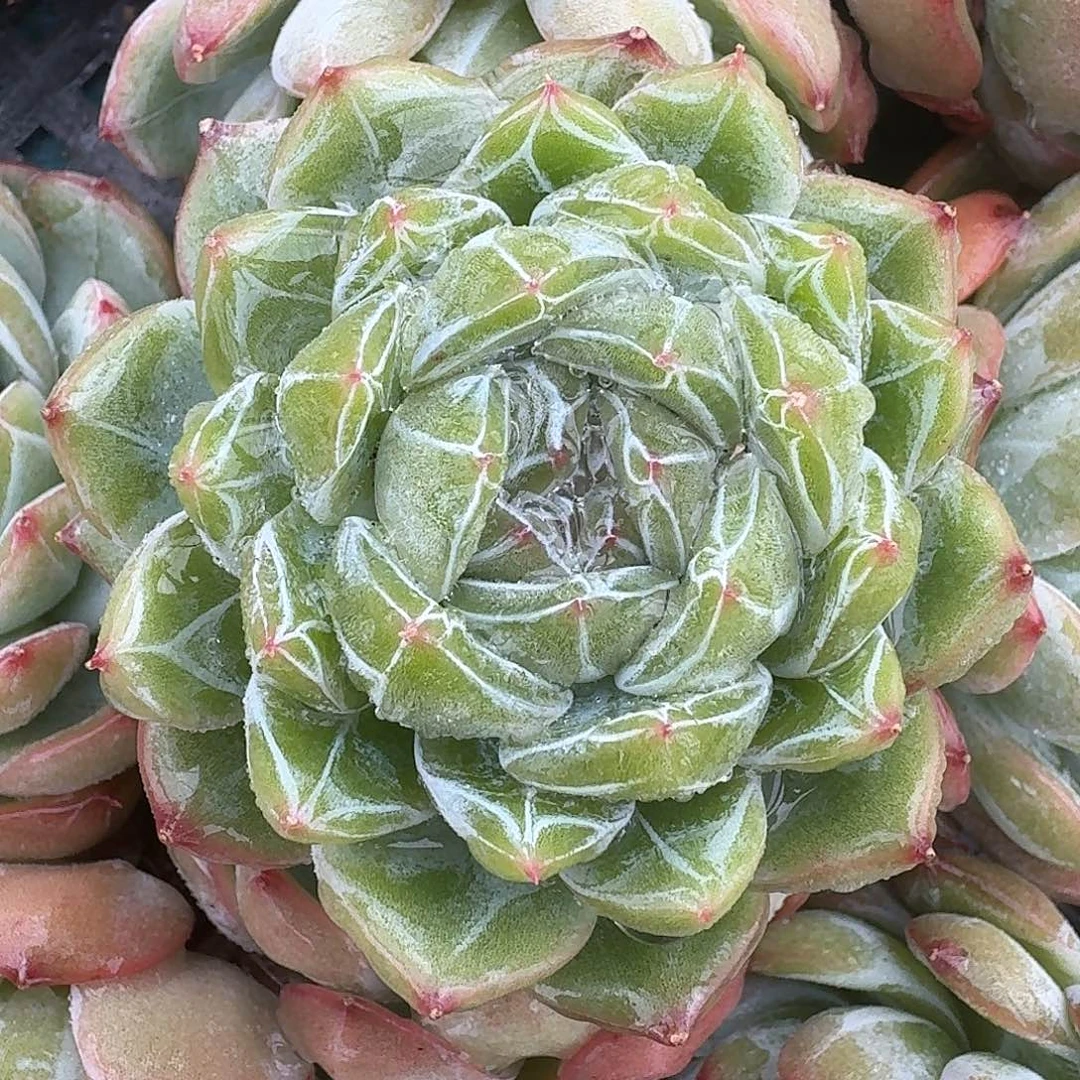 从前慢多肉编号雪花珍妮