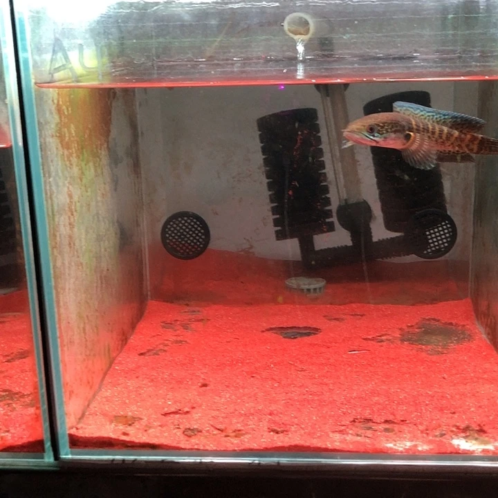 雷龙鱼A4黄金眼镜蛇