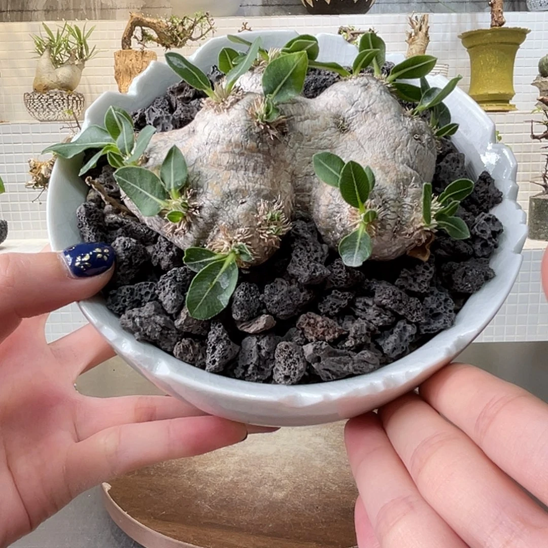 产地惠比须笑一物一拍