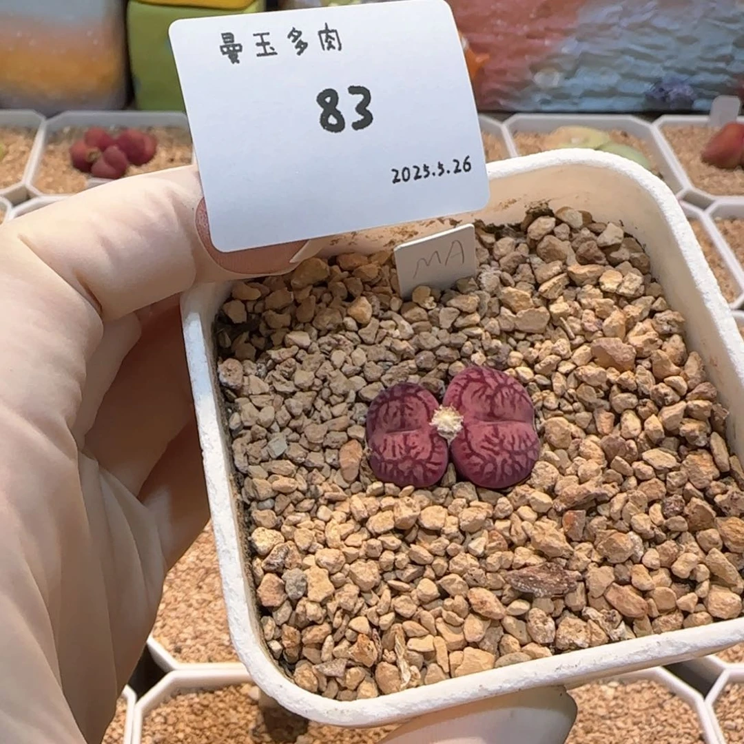 小*七多肉多肉多肉5.26-083