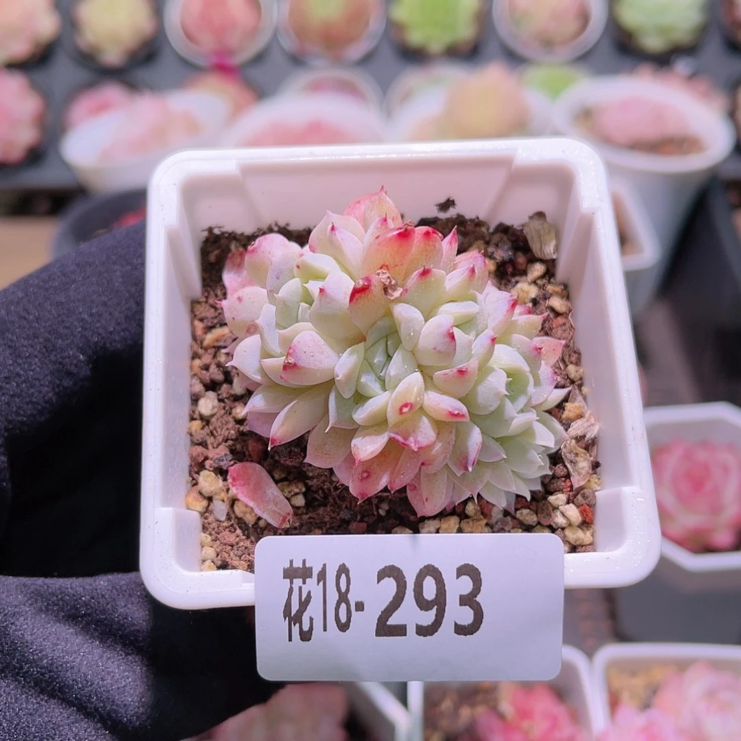 花利美18-293新品