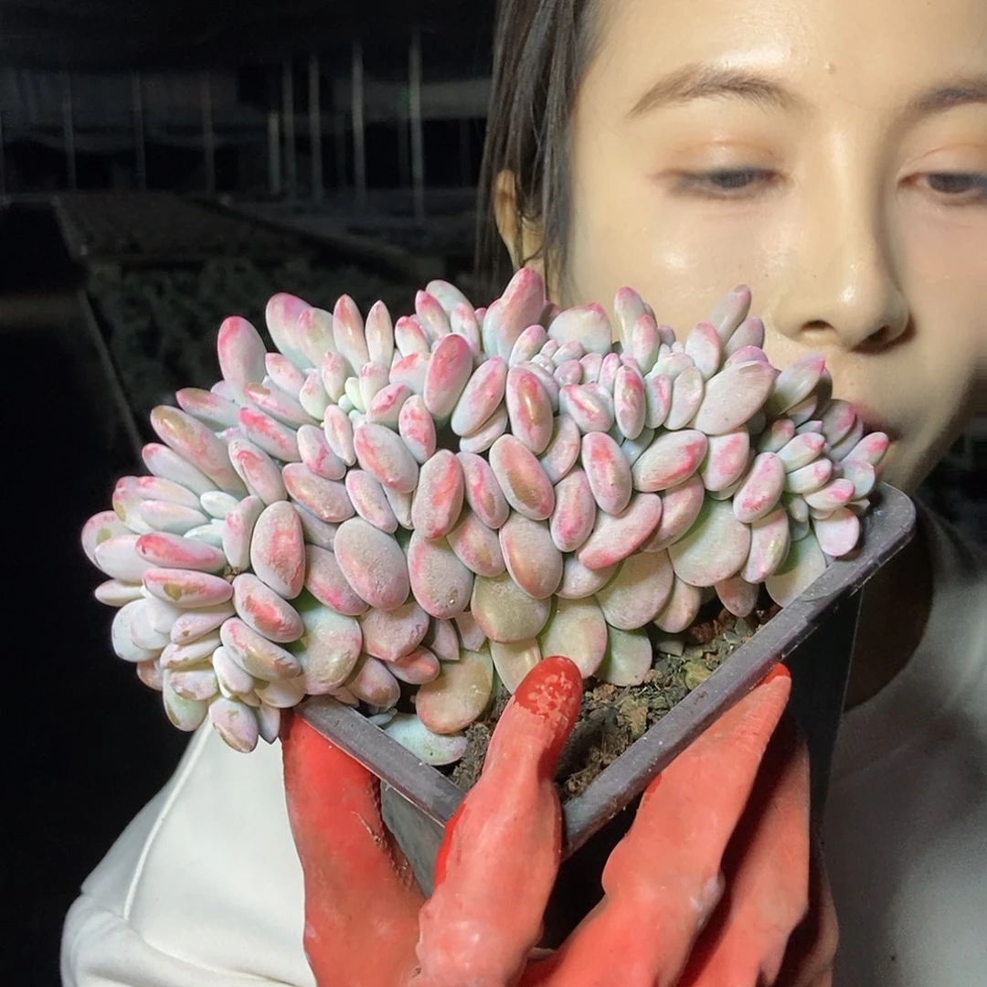 粉兔缀化大的12.8元