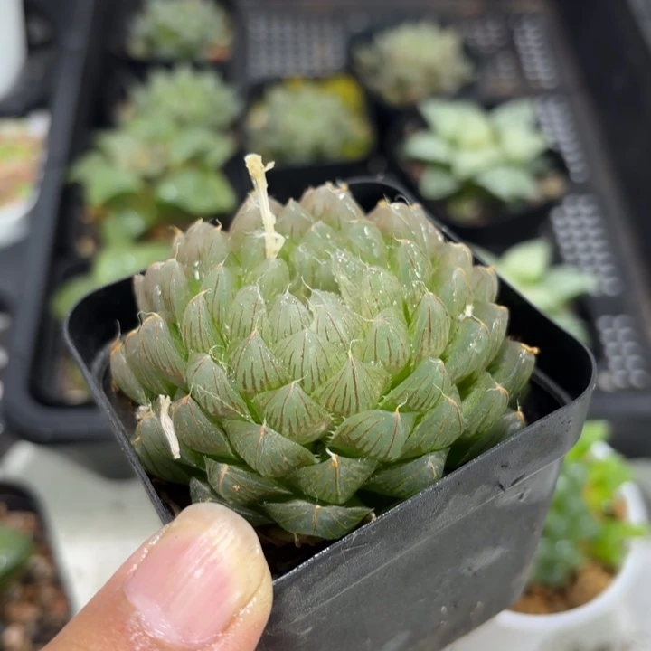 母本冰川玉露 带盘发货