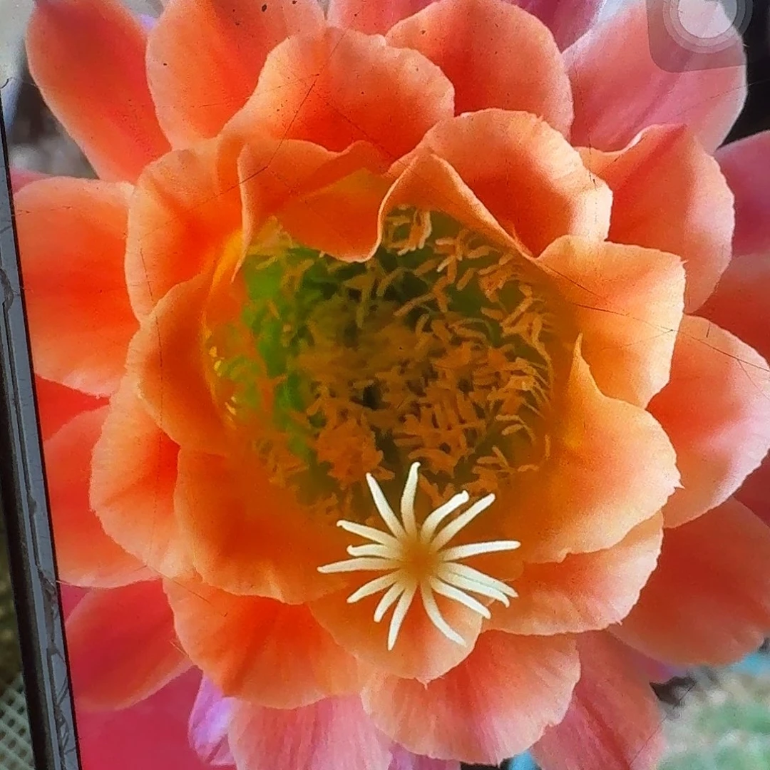 杏光辉侧芽5公分毛花柱仙人球