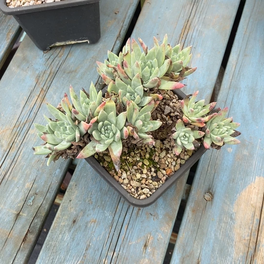 白雪多肉植物啦啦啦