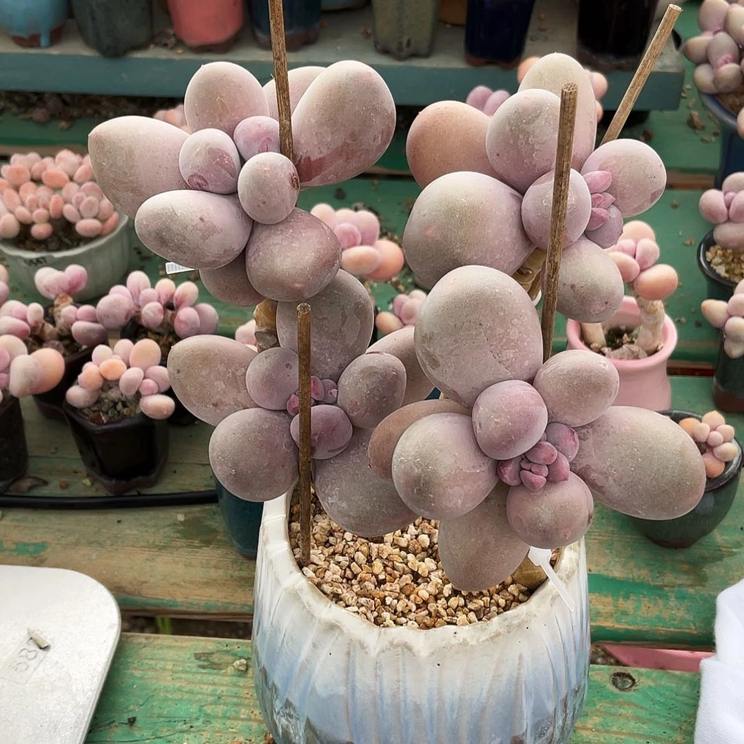 小****斯多肉植物的生长发育