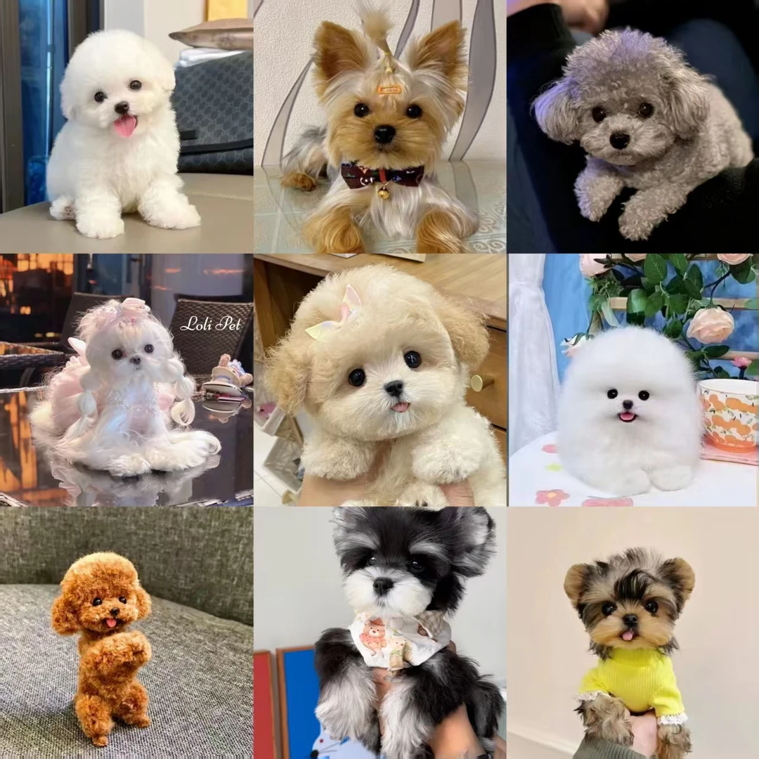 小体茶杯犬约克夏博美比熊泰迪雪纳瑞吉娃娃马尔济斯活体狗狗幼犬