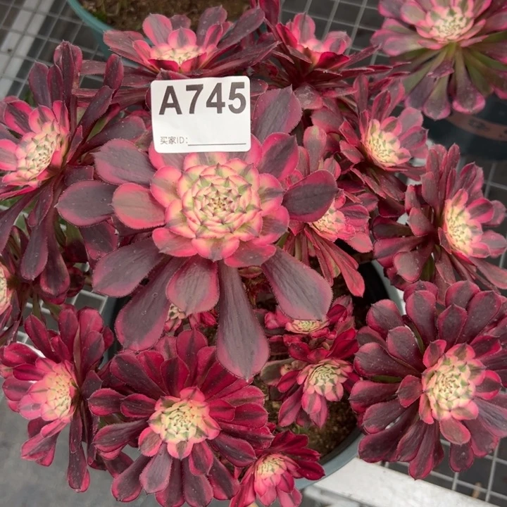 745红铜超白28厘米左右