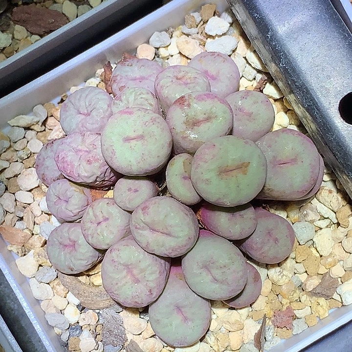 精品多肉园艺中型紫嘴