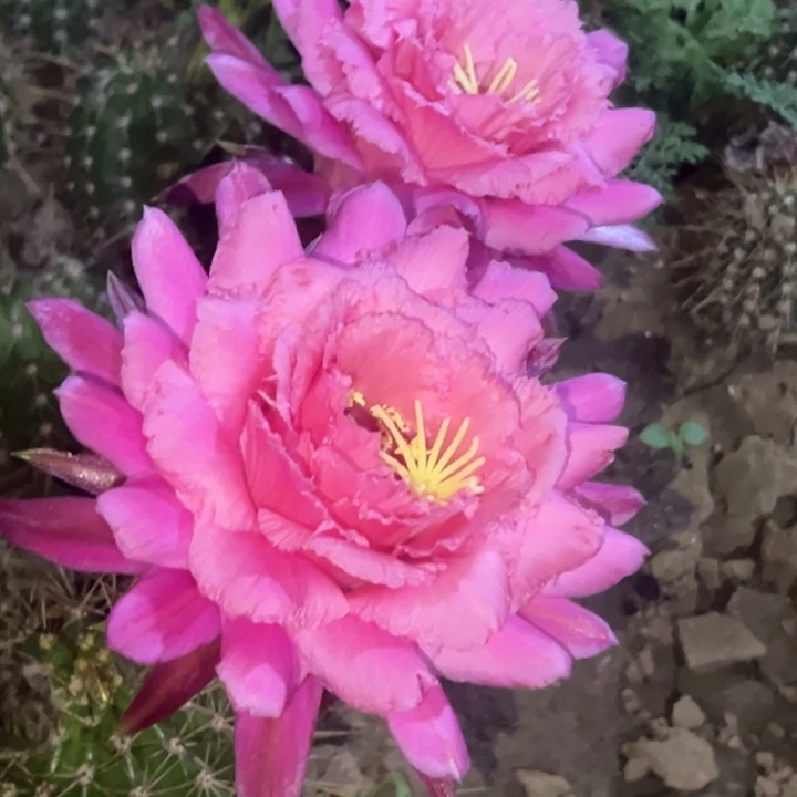 清清江山如画根带花