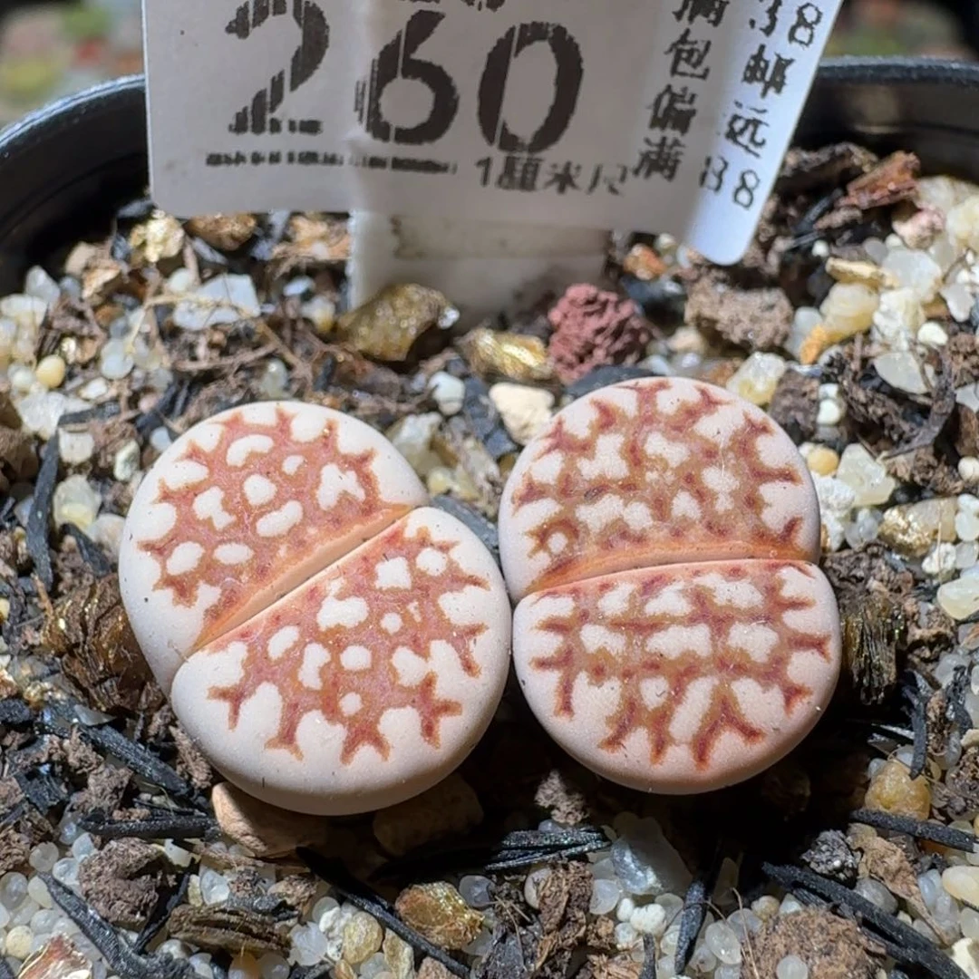 Sss精品便宜出260