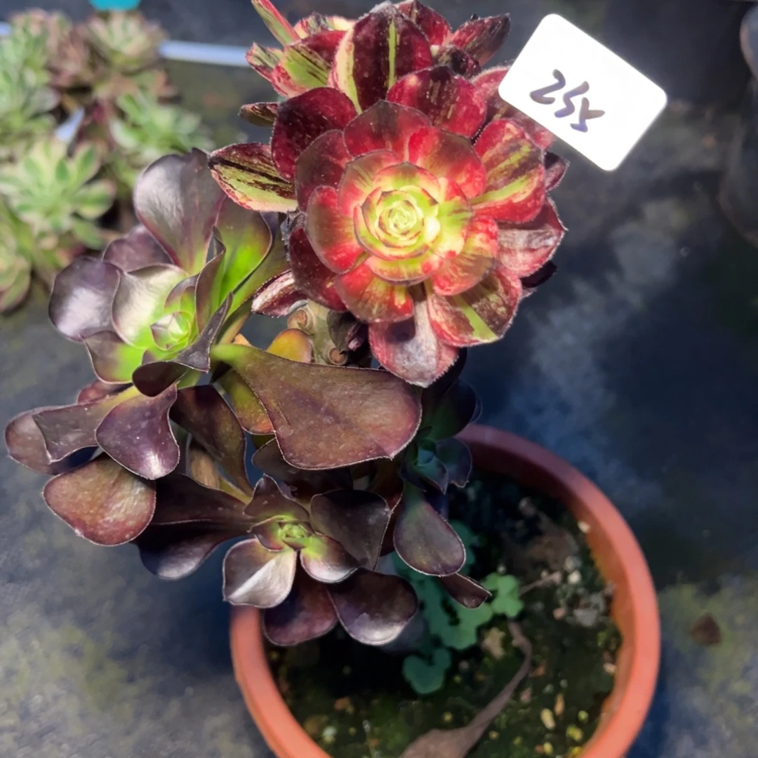 235伯爵嫁接多肉椅子