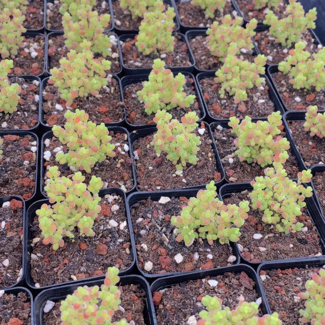 量拍58号 糖果色蜜橘枝干小树造型老桩群一个