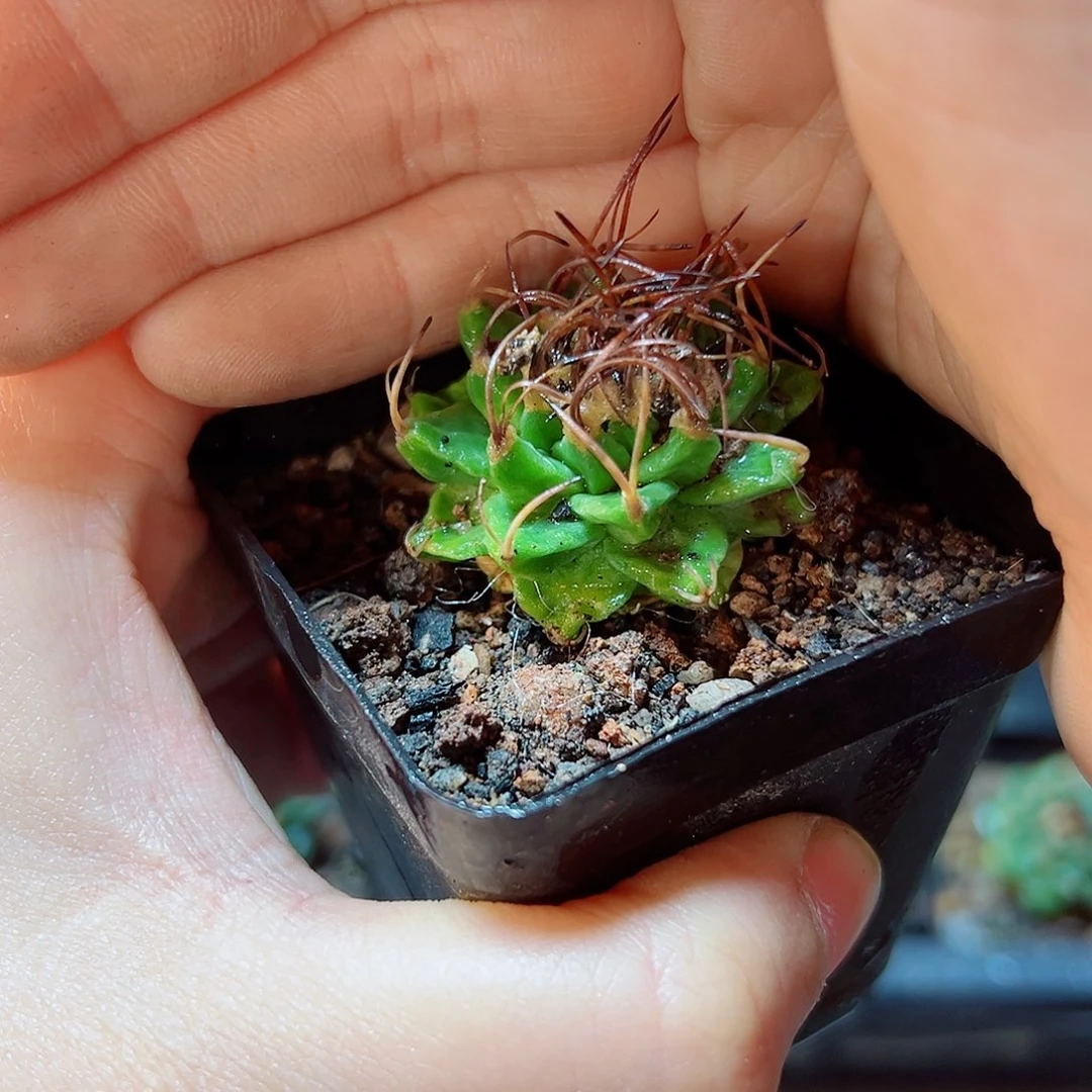 实生赤花娇丽2.8公分