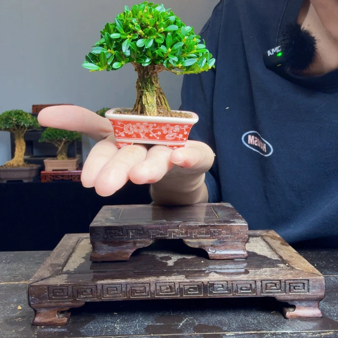 刘***亮无花朵黄杨盆景一物一拍