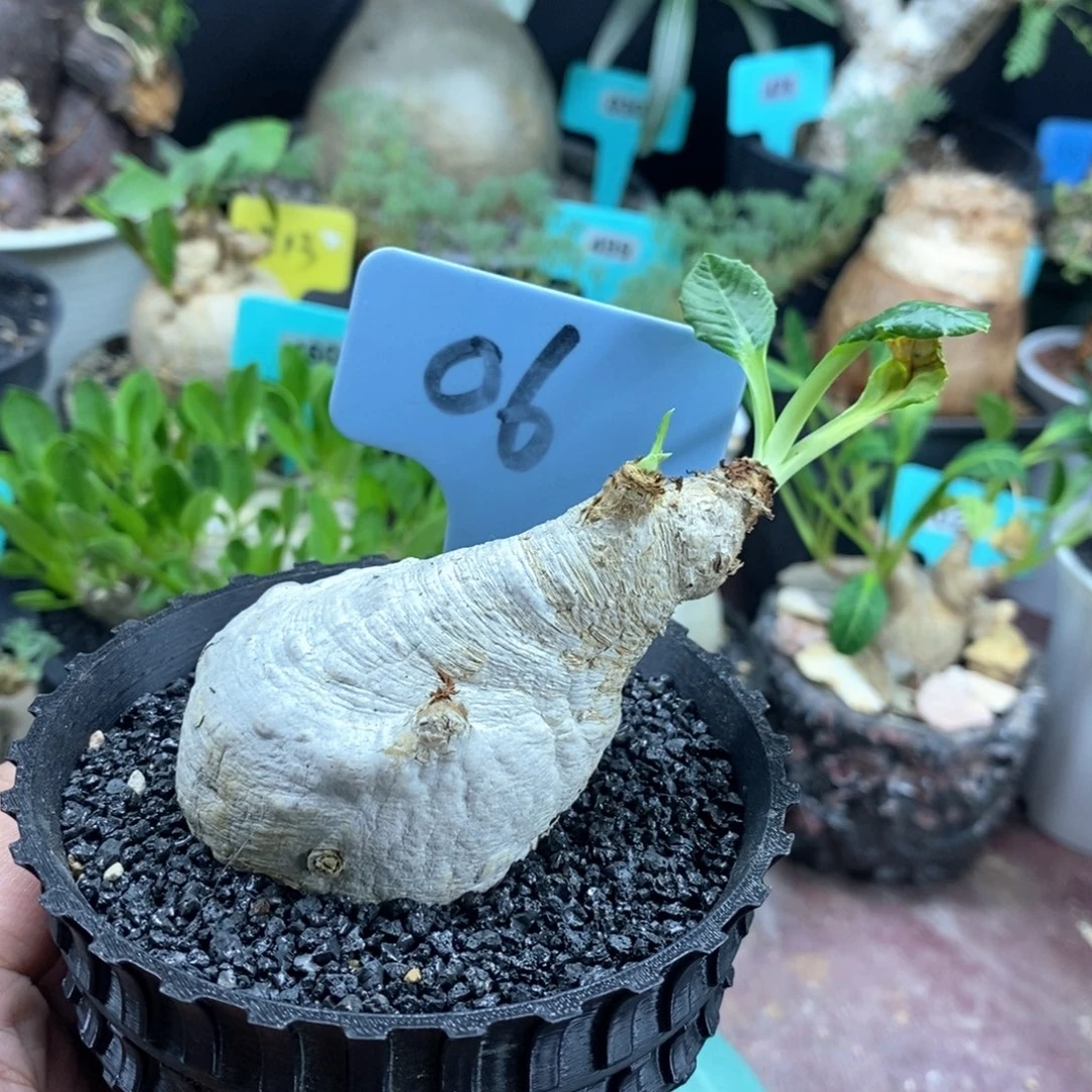 产地樱花大戟多肉植物