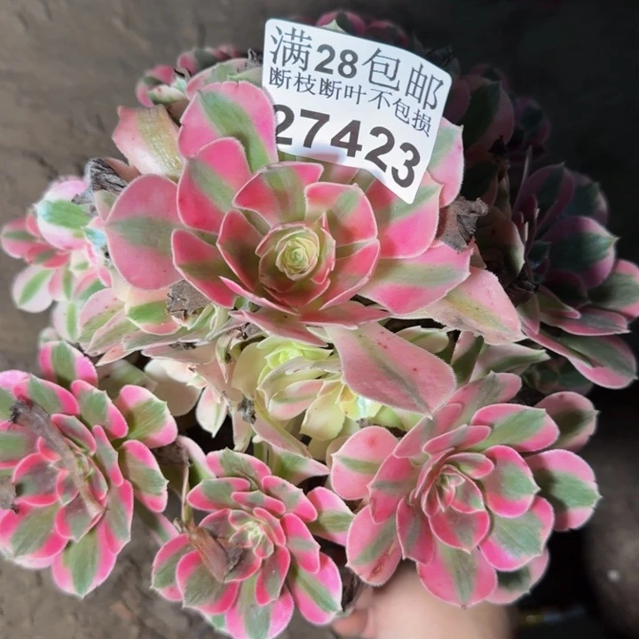 27423女巫多肉植物